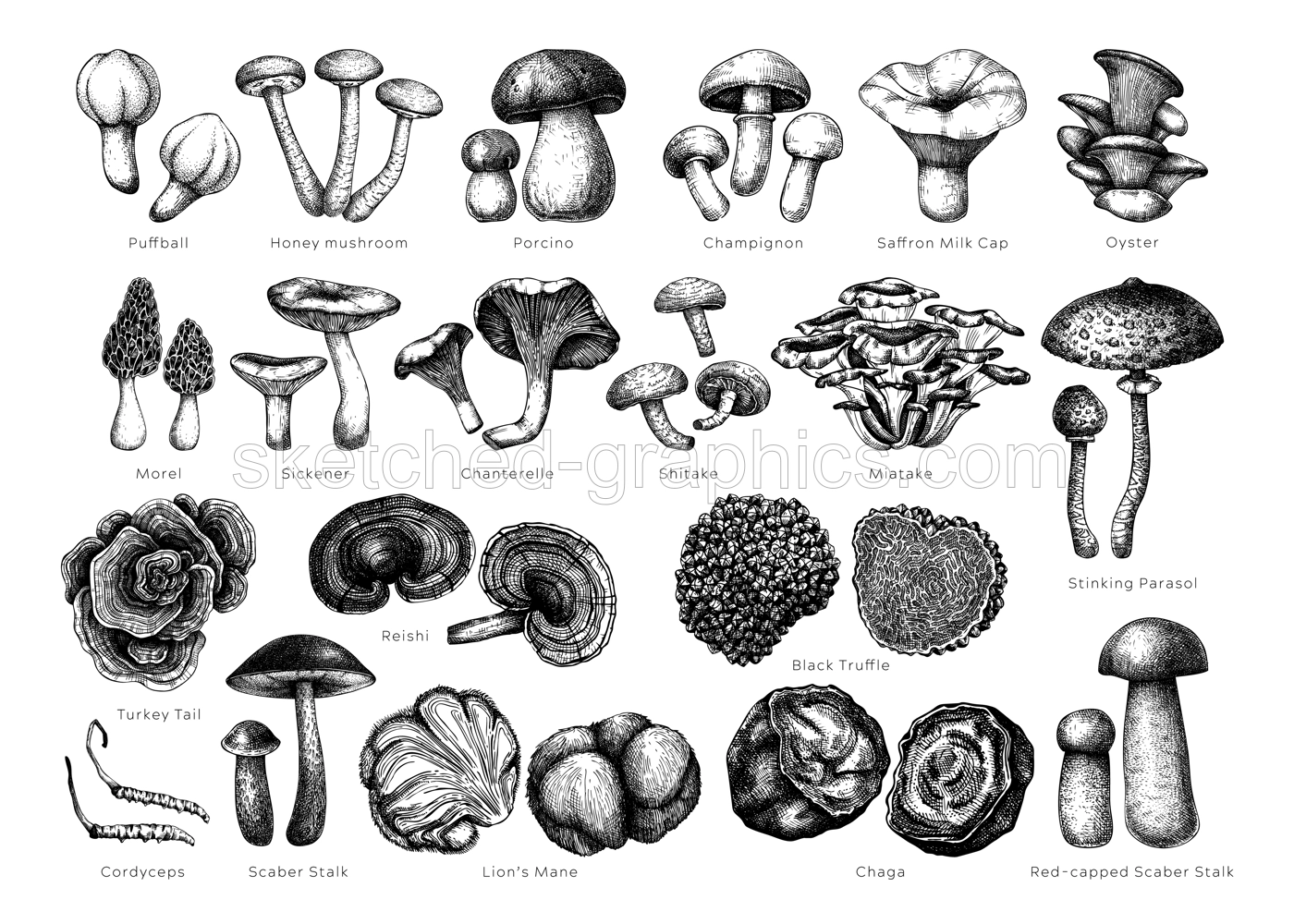 Edible mushrooms vector illustrations collection. Hand drawn food drawings. Forest plants sketches. Perfect for recipe, menu, label, icon, packaging, Magic fungus outlines with names. Botanical set. Illustration